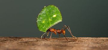 Hormiga cargando una hoja