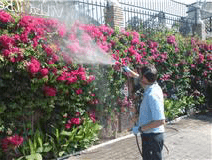 Fumigando flores