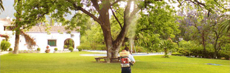 Obrero fumigando ramas de árbol 